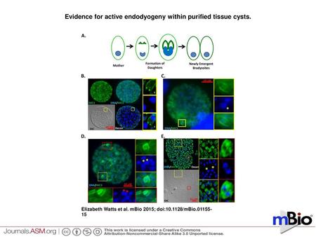 Evidence for active endodyogeny within purified tissue cysts.