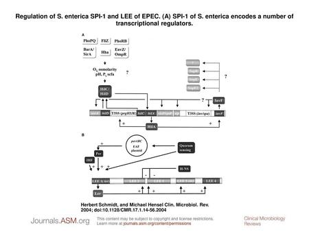 Regulation of S. enterica SPI-1 and LEE of EPEC. (A) SPI-1 of S