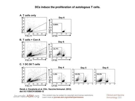 DCs induce the proliferation of autologous T cells.