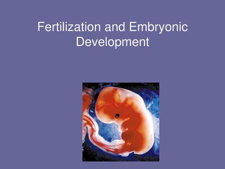 Fertilization and Embryonic Development