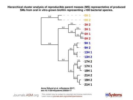 Hierarchical cluster analysis of reproducible parent masses (MS) representative of produced SMs from oral in vitro-grown biofilm representing >100 bacterial.