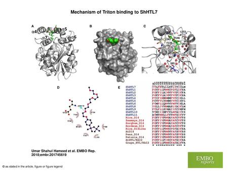 Mechanism of Triton binding to ShHTL7