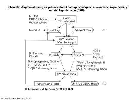 Schematic diagram showing as yet unexplored pathophysiological mechanisms in pulmonary arterial hypertension (PAH). Schematic diagram showing as yet unexplored.