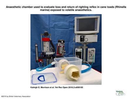 Anaesthetic chamber used to evaluate loss and return of righting reflex in cane toads (Rhinella marina) exposed to volatile anaesthetics. Anaesthetic chamber.