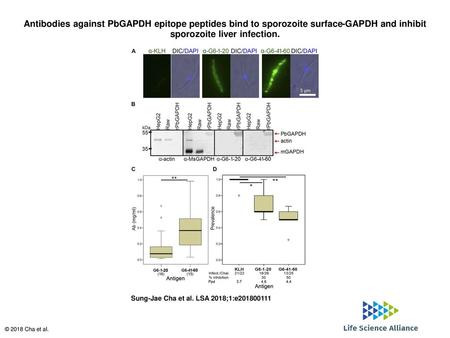 Antibodies against PbGAPDH epitope peptides bind to sporozoite surface-GAPDH and inhibit sporozoite liver infection. Antibodies against PbGAPDH epitope.