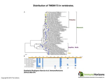 Distribution of TMEM173 in vertebrates.