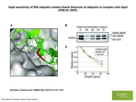 Usp5 sensitivity of S65 ubiquitin mutant chains Structure of ubiquitin in complex with Usp5 (PDB ID: 3IHP). Usp5 sensitivity of S65 ubiquitin mutant chains.