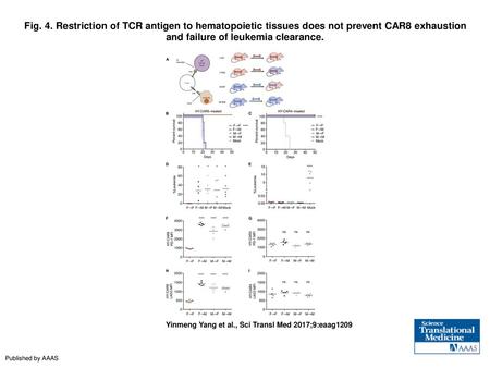 Fig. 4. Restriction of TCR antigen to hematopoietic tissues does not prevent CAR8 exhaustion and failure of leukemia clearance. Restriction of TCR antigen.