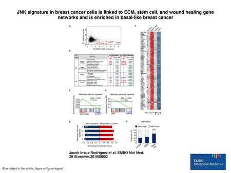 JNK signature in breast cancer cells is linked to ECM, stem cell, and wound healing gene networks and is enriched in basal‐like breast cancer JNK signature.