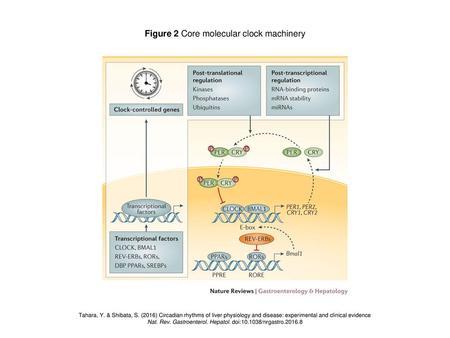 Figure 2 Core molecular clock machinery