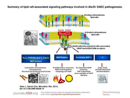 Summary of lipid raft-associated signaling pathways involved in Afa/Dr DAEC pathogenesis. Summary of lipid raft-associated signaling pathways involved.