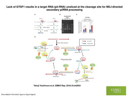 Lack of GTSF1 results in a target RNA (pit‐RNA) unsliced at the cleavage site for MILI‐directed secondary piRNA processing Lack of GTSF1 results in a target.