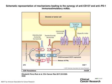 Schematic representation of mechanisms leading to the synergy of anti-CD137 and anti–PD-1 immunostimulatory mAbs. Schematic representation of mechanisms.