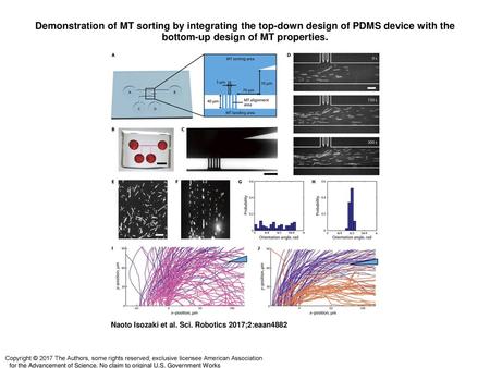 Demonstration of MT sorting by integrating the top-down design of PDMS device with the bottom-up design of MT properties. Demonstration of MT sorting by.