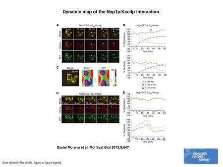 Dynamic map of the Nap1p/Kcc4p interaction.