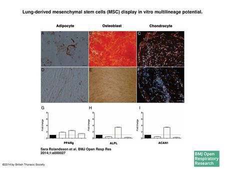 Lung-derived mesenchymal stem cells (MSC) display in vitro multilineage potential. Lung-derived mesenchymal stem cells (MSC) display in vitro multilineage.