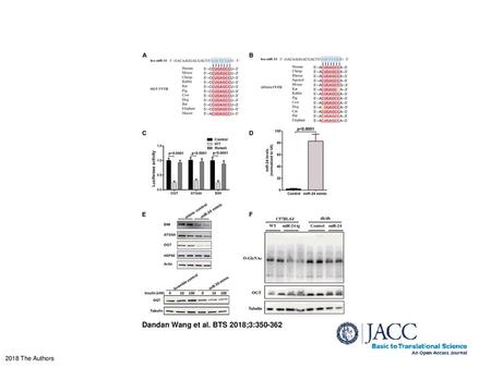 Dandan Wang et al. BTS 2018;3:350-362 miR-24 Regulates OGT and ATG4A to Play Cardioprotective Effects Sequence alignment of miR-24 targeting sites on OGT.