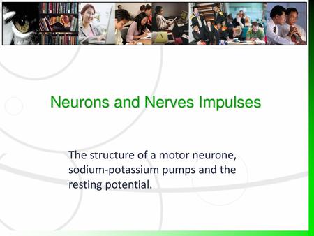 Neurons and Nerves Impulses