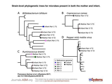 Strain-level phylogenetic trees for microbes present in both the mother and infant. Strain-level phylogenetic trees for microbes present in both the mother.