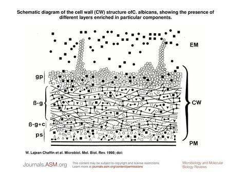 Schematic diagram of the cell wall (CW) structure ofC