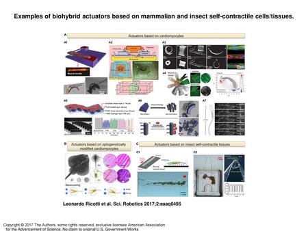 Examples of biohybrid actuators based on mammalian and insect self-contractile cells/tissues. Examples of biohybrid actuators based on mammalian and insect.