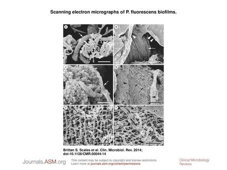 Scanning electron micrographs of P. fluorescens biofilms.