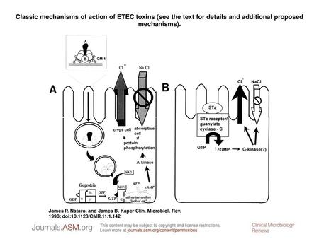 Classic mechanisms of action of ETEC toxins (see the text for details and additional proposed mechanisms). Classic mechanisms of action of ETEC toxins.