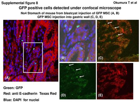 GFP positive cells detected under confocal microscope