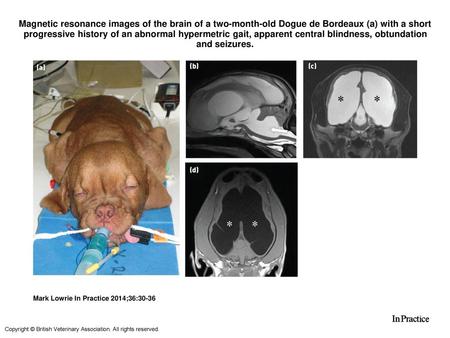 Magnetic resonance images of the brain of a two-month-old Dogue de Bordeaux (a) with a short progressive history of an abnormal hypermetric gait, apparent.