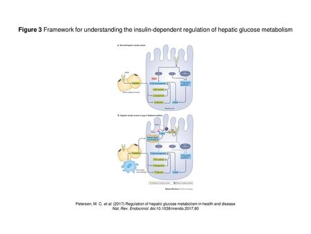 Nat. Rev. Endocrinol. doi: /nrendo