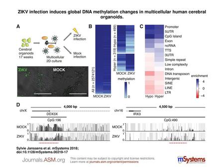 ZIKV infection induces global DNA methylation changes in multicellular human cerebral organoids. ZIKV infection induces global DNA methylation changes.