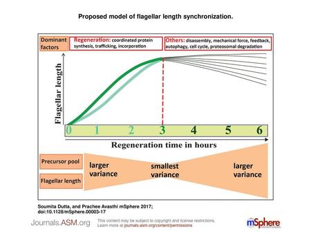 Proposed model of flagellar length synchronization.