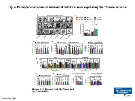 Fig. 4. Perampanel ameliorates behavioral deficits in mice expressing the Thorase variants. Perampanel ameliorates behavioral deficits in mice expressing.