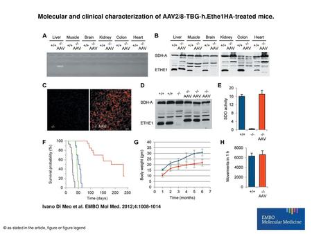 Molecular and clinical characterization of AAV2/8‐TBG‐h