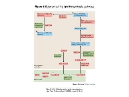 Figure 5 Ether-containing lipid biosynthesis pathways