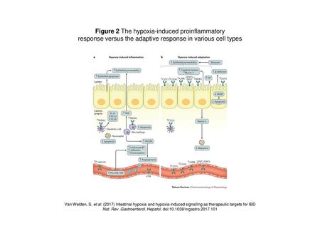 Figure 2 The hypoxia-induced proinflammatory