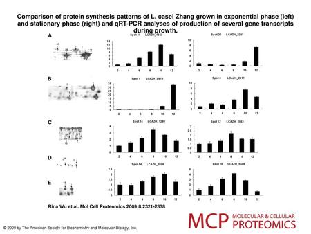 Comparison of protein synthesis patterns of L