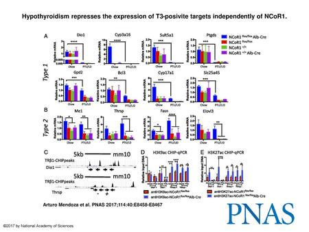 Hypothyroidism represses the expression of T3-posivite targets independently of NCoR1. Hypothyroidism represses the expression of T3-posivite targets independently.