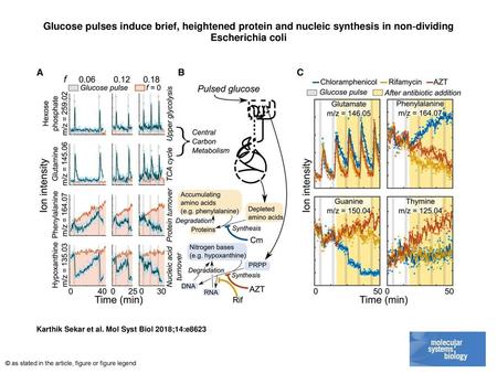 Glucose pulses induce brief, heightened protein and nucleic synthesis in non‐dividing Escherichia coli Glucose pulses induce brief, heightened protein.