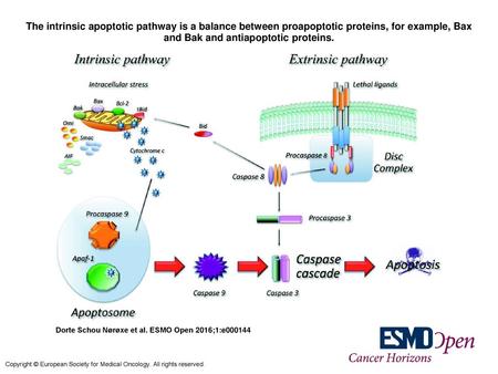 The intrinsic apoptotic pathway is a balance between proapoptotic proteins, for example, Bax and Bak and antiapoptotic proteins. The intrinsic apoptotic.