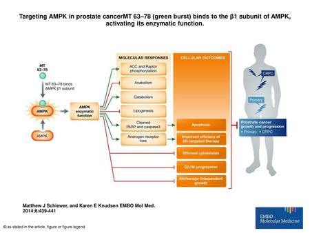 Targeting AMPK in prostate cancerMT 63–78 (green burst) binds to the β1 subunit of AMPK, activating its enzymatic function. Targeting AMPK in prostate.