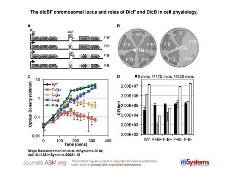 The dicBF chromosomal locus and roles of DicF and DicB in cell physiology. The dicBF chromosomal locus and roles of DicF and DicB in cell physiology. (A)