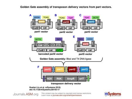 Golden Gate assembly of transposon delivery vectors from part vectors.