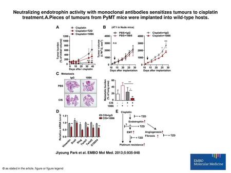 Neutralizing endotrophin activity with monoclonal antibodies sensitizes tumours to cisplatin treatment.A.Pieces of tumours from PyMT mice were implanted.