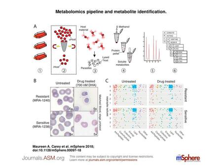 Metabolomics pipeline and metabolite identification.