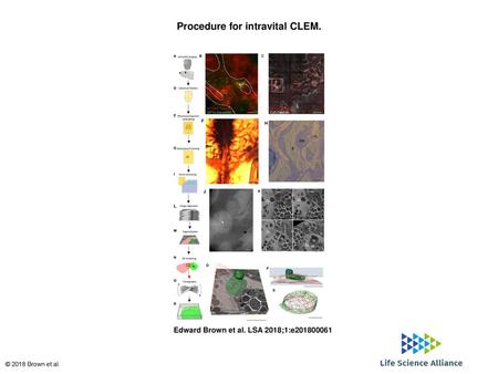 Procedure for intravital CLEM.