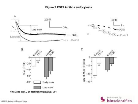 Figure 2 PGE1 inhibits endocytosis.