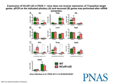 Expression of NCoR1∆ID in PAX8−/− mice does not reverse repression of T3-positive target genes. qPCR on the indicated pituitary (A) and neuronal (B) genes.