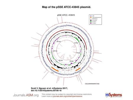 Map of the pSSE ATCC plasmid.