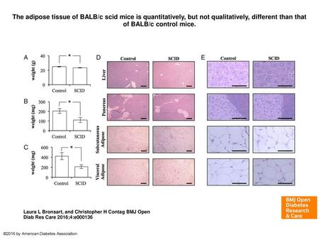 The adipose tissue of BALB/c scid mice is quantitatively, but not qualitatively, different than that of BALB/c control mice. The adipose tissue of BALB/c.